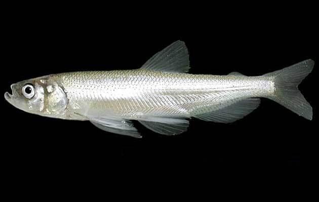 House Republicans Pass Bill to Repeal Endangered Species Listing for Longfin Smelt