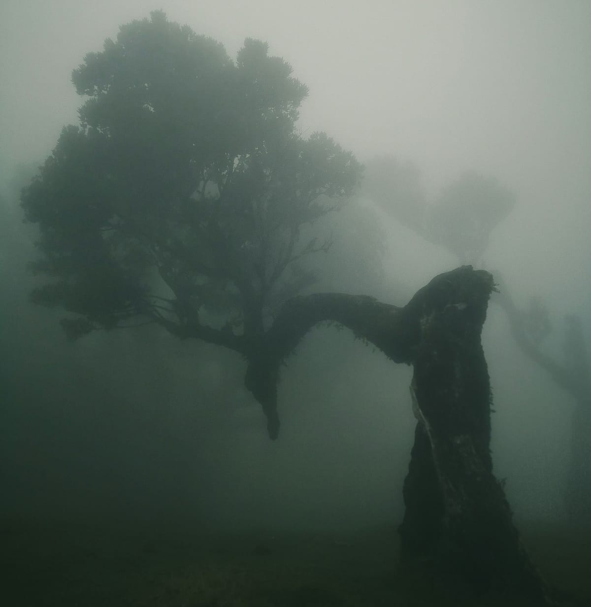 Elk Grove Week at a Glance - Week of December 8