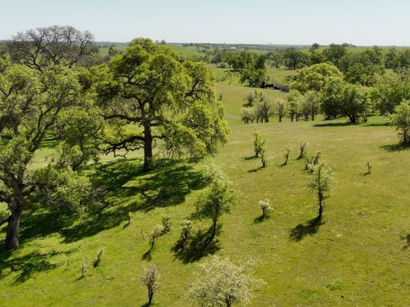 Update: SMUD cancels controversial Coyote Creek project that would remove nearly 3500 trees