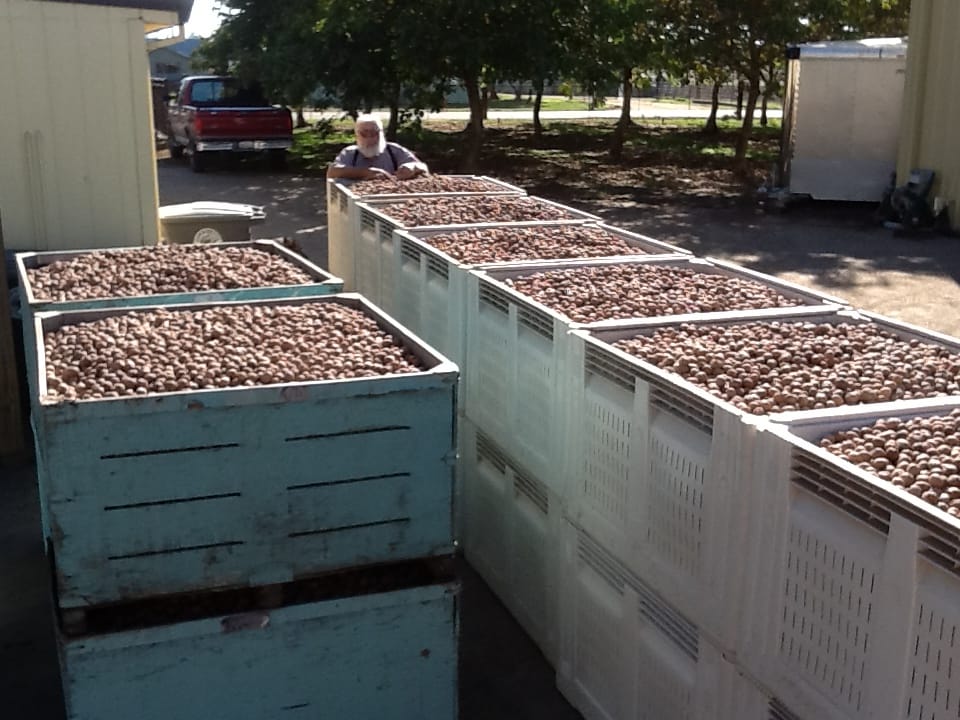 Rural Roots Sunday - Going Nuts in Elk Grove!