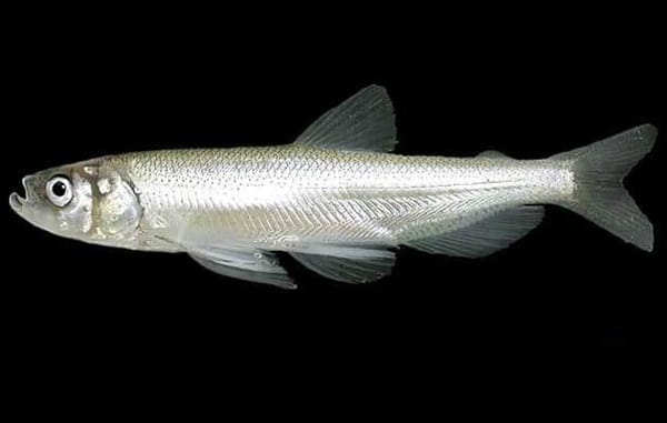 House Republicans Pass Bill to Repeal Endangered Species Listing for Longfin Smelt
