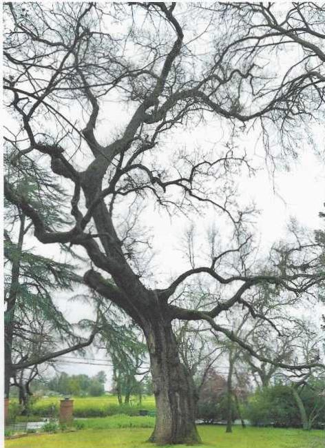 Rural Roots Sunday - Oak Trees are a Elk Grove Rural Area Symbol