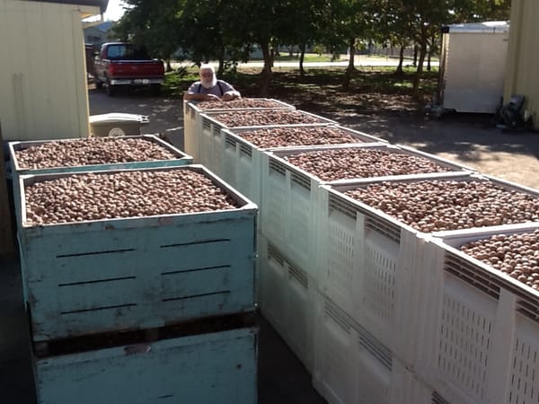 Rural Roots Sunday - Going Nuts in Elk Grove!